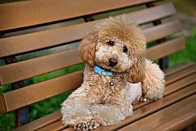 《辐射76》发售数年后终于打破同时在线玩家纪录